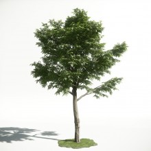 Tree 49 AM1 for CryEngine Archmodels