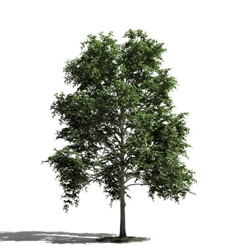 Tree 11 AM1 for Blender Archmodels