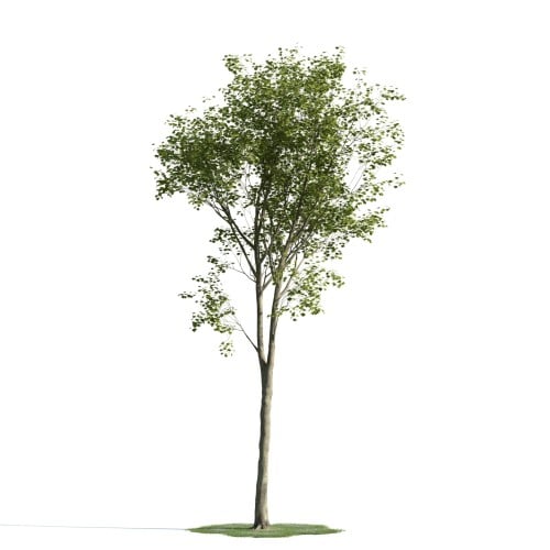 tree 21 AM163 Archmodels