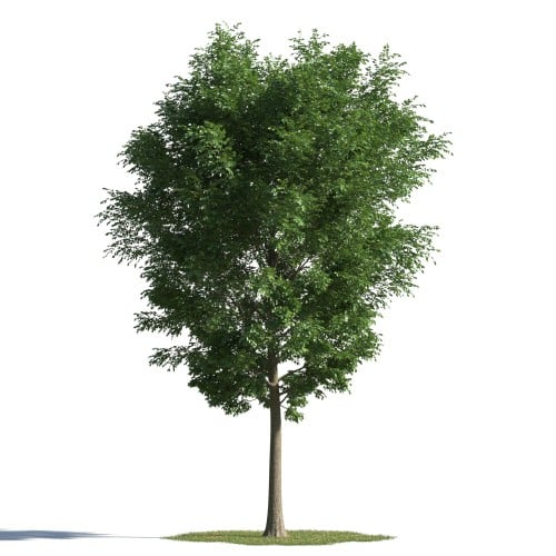 tree 45 AMC1