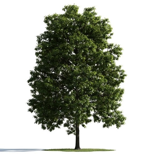 tree 32 AM163 Archmodels