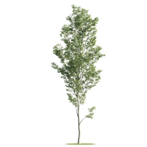 Tree 29 AM176 Archmodels