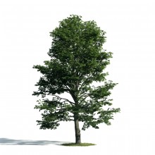 Tree 53 AM171 Archmodels