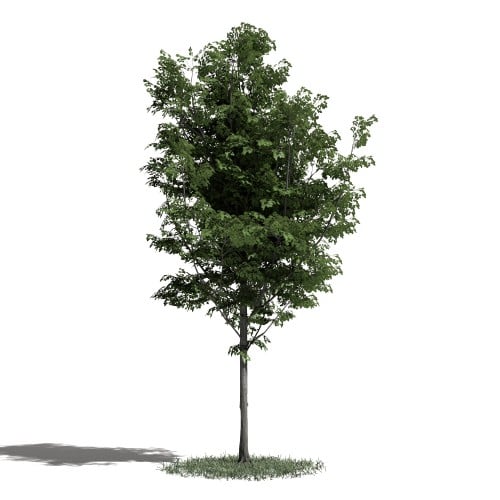 Tree 42 AM1 for Blender Archmodels