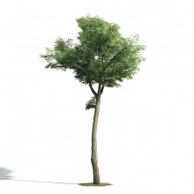 Tree 48 AM171 Archmodels
