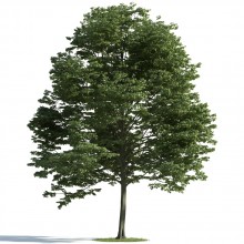 tree 10 AM163 Archmodels