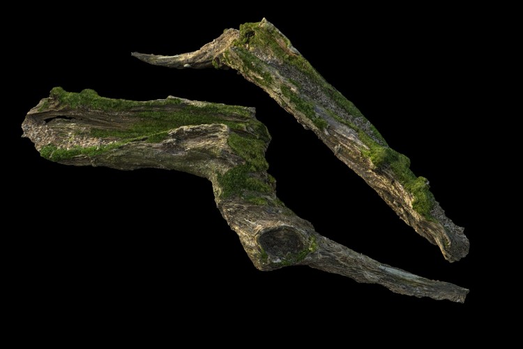 31 forest element