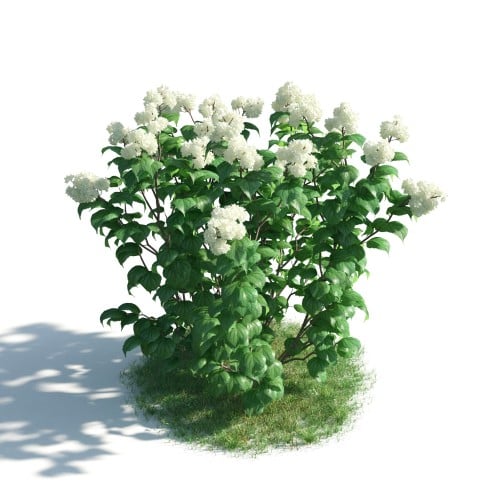 plant 27 AM183 Archmodels