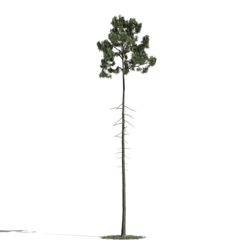 Tree 34 AM1 for Blender Archmodels