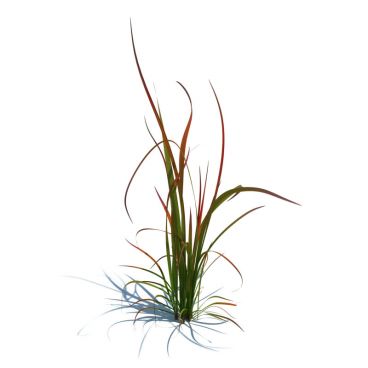 imperata cylindrica red baron 88 AM124 Archmodels