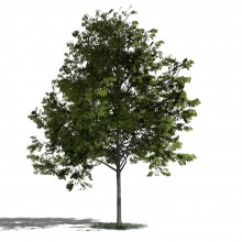 Tree 33 AM1 for Blender Archmodels