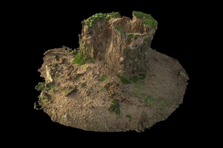 forest element 3 AM191 Archmodels