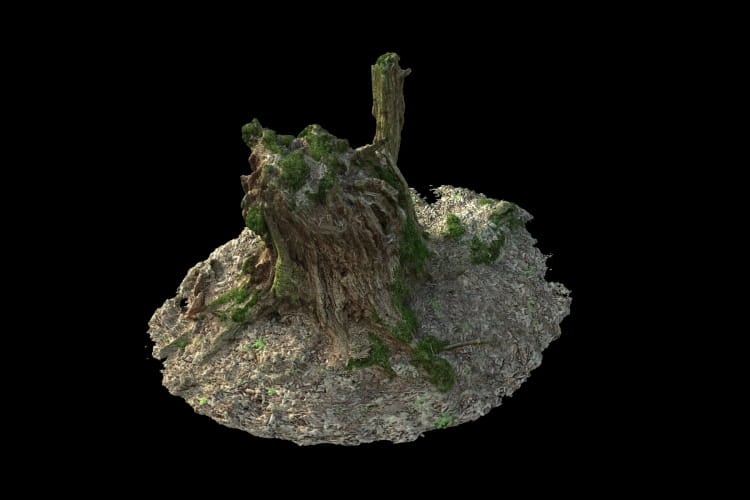 forest element 12 AM191 Archmodels