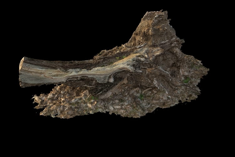 forest element 24 AM191 Archmodels