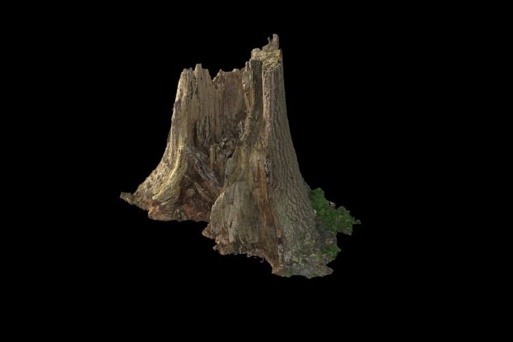 forest element 27 AM191 Archmodels