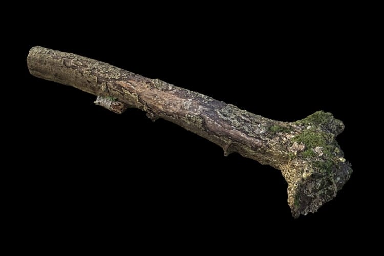 forest element 30 AM191 Archmodels