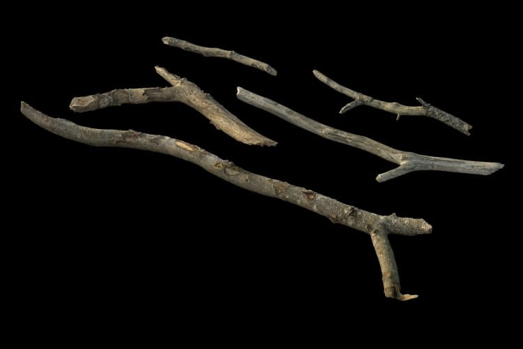 forest element 42 AM191 Archmodels