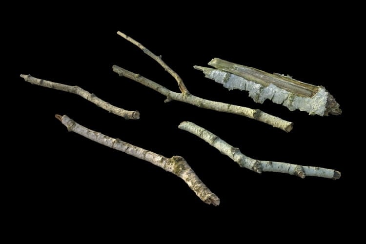 forest element 47 AM191 Archmodels