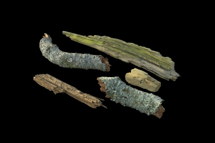 forest element 50 AM191 Archmodels