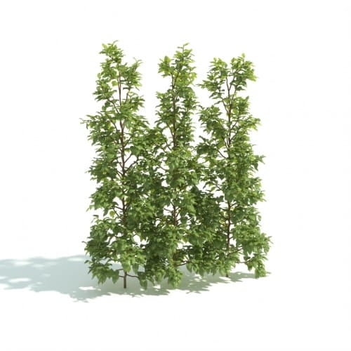 hedge 3 AM192 Archmodels