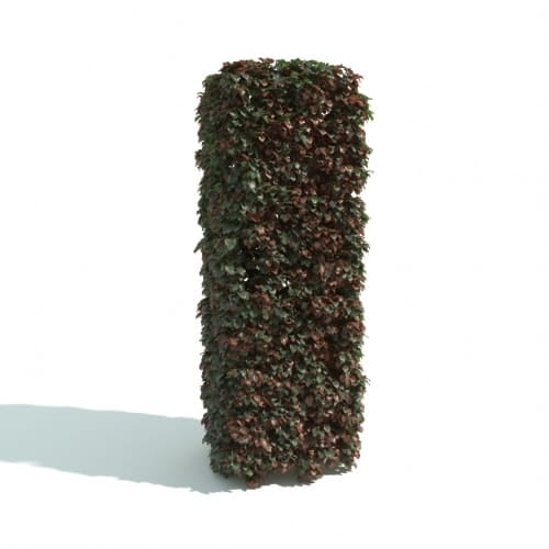 hedge 5 AM192 Archmodels