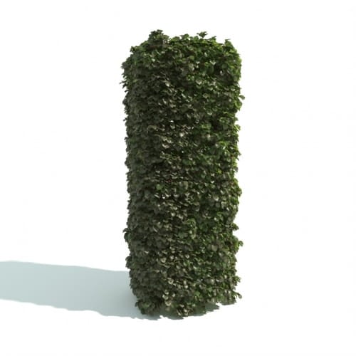 hedge 6 AM192 Archmodels