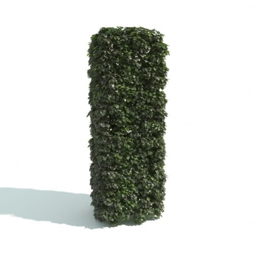 hedge 7 AM192 Archmodels