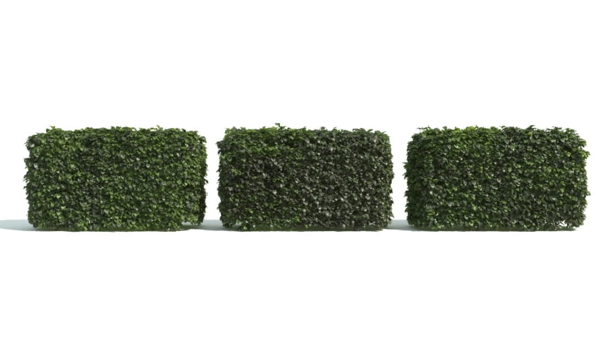 hedge 10 AM192 Archmodels