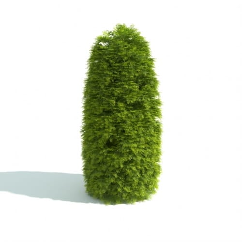 hedge 13 AM192 Archmodels