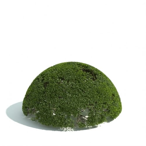 hedge 23 AM192 Archmodels