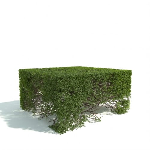 hedge 24 AM192 Archmodels