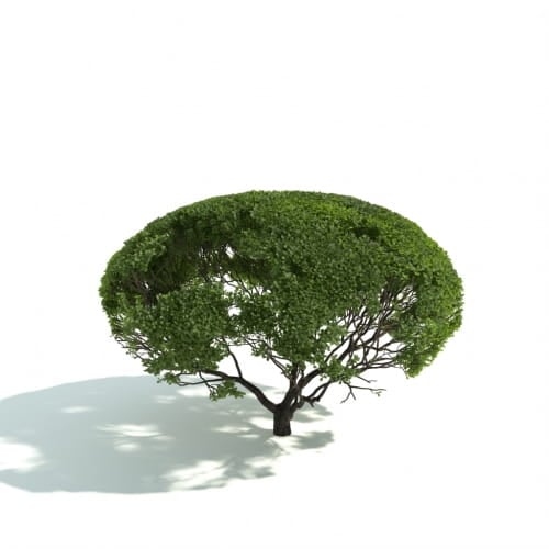 hedge 25 AM192 Archmodels