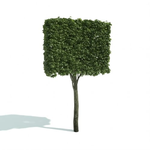 hedge 27 AM192 Archmodels