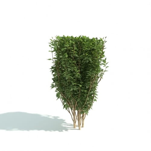 hedge 32 AM192 Archmodels