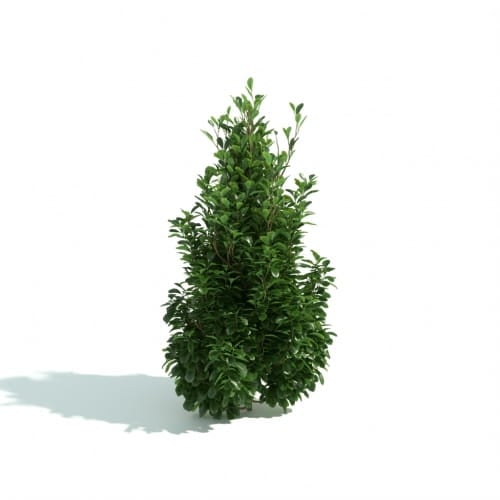 hedge 33 AM192 Archmodels