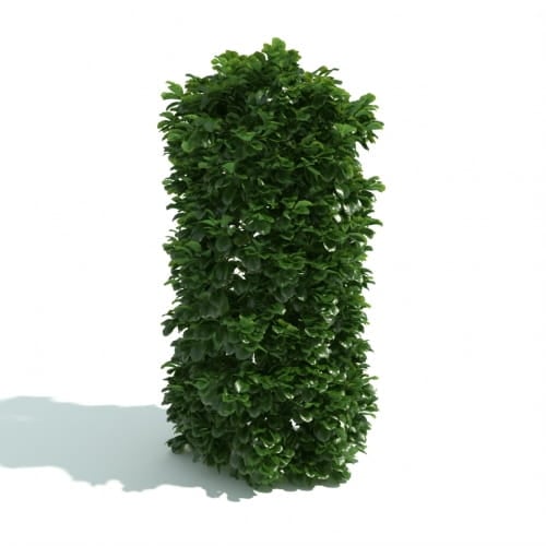 hedge 35 AM192 Archmodels