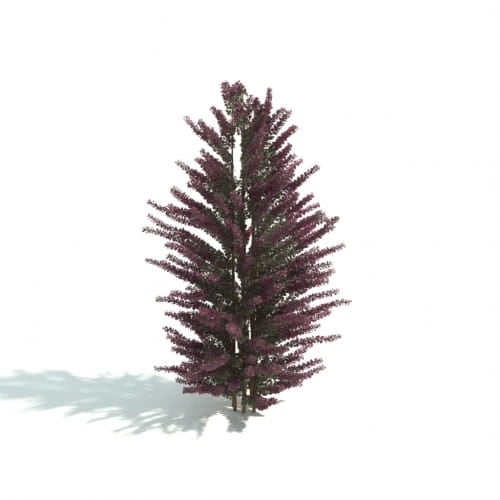 hedge 37 AM192 Archmodels