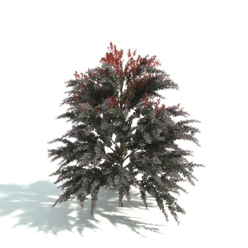 hedge 38 AM192 Archmodels
