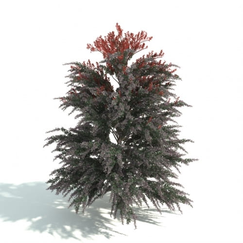 hedge 39 AM192 Archmodels