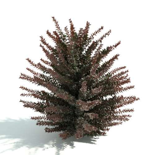 hedge 42 AM192 Archmodels