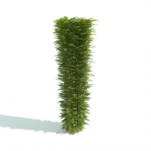 hedge 43 AM192 Archmodels