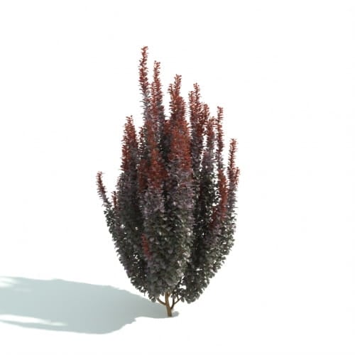 hedge 48 AM192 Archmodels