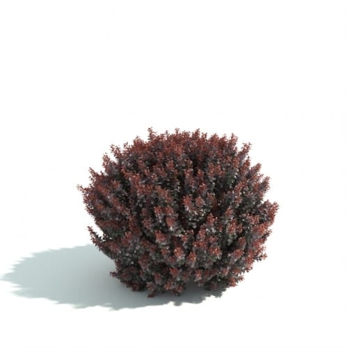 hedge 51 AM192 Archmodels