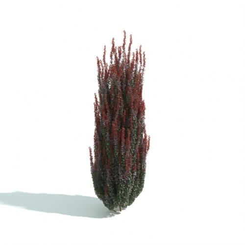 hedge 57 AM192 Archmodels