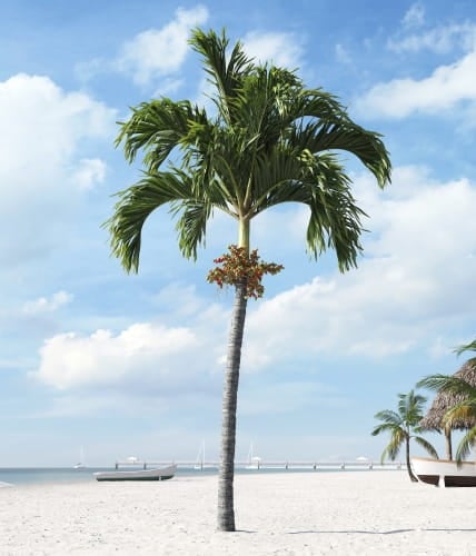 palm tree 2 AM201 Archmodels