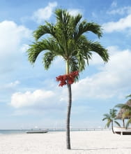 palm tree 3 AM201 Archmodels