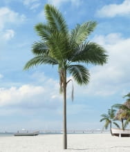 palm tree 8 AM201 Archmodels