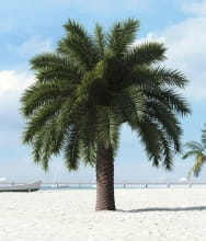 palm tree 11 AM201 Archmodels