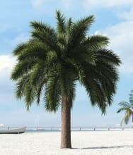 palm tree 12 AM201 Archmodels