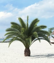 palm tree 14 AM201 Archmodels